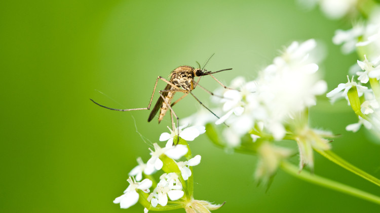 10 điều thú vị về loài muỗi