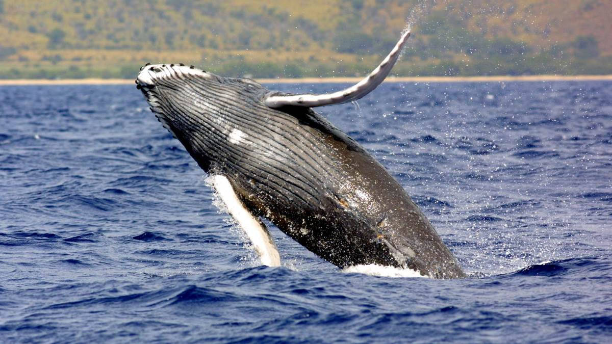10 động vật khổng lồ dưới đáy đại dương