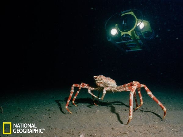 10 động vật khổng lồ dưới đáy đại dương
