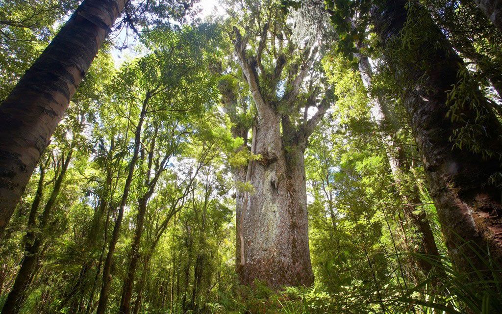 10 khu rừng cổ xưa nhất trái đất