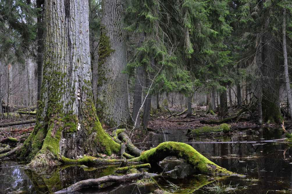 10 khu rừng cổ xưa nhất trái đất