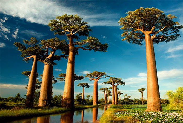 10 loài cây kì lạ bậc nhất trên Trái đất