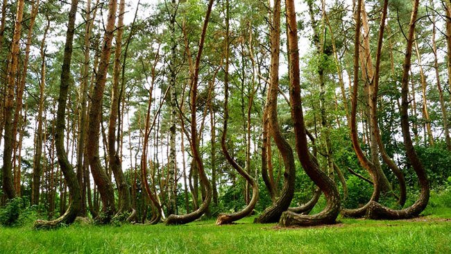 10 loài cây kì lạ bậc nhất trên Trái đất