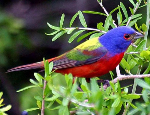 10 loại chim đẹp nhất hành tinh