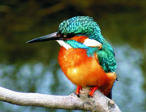 10 loại chim đẹp nhất hành tinh