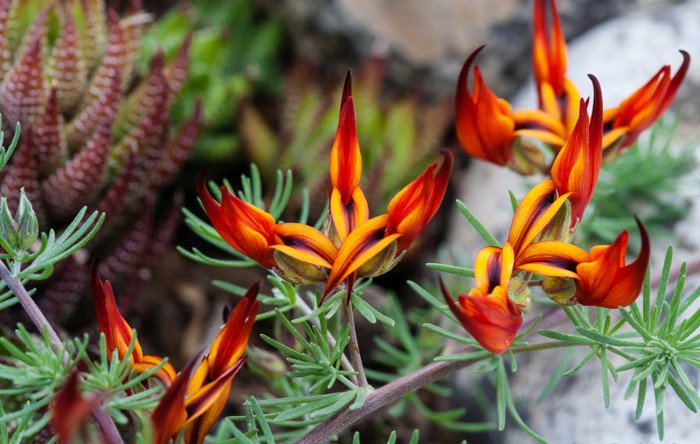 10 loài hoa hiếm và đẹp nhất thế giới