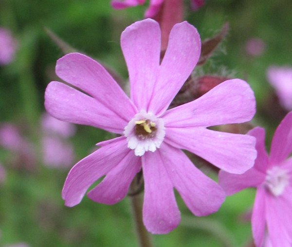 10 loài hoa hiếm và đẹp nhất thế giới