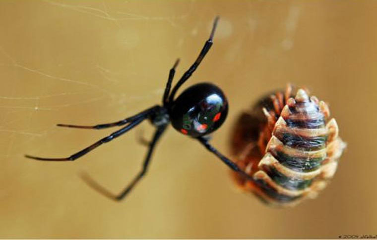 10 loài nhện độc đáng sợ nhất với con người