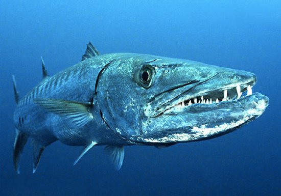 10 loài thủy quái nước ngọt nguy hiểm nhất trên thế giới