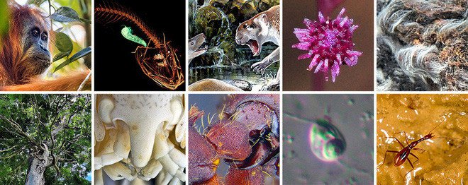 10 sinh vật kỳ lạ và độc đáo mà các nhà khoa học đã phát hiện ra trong năm 2018