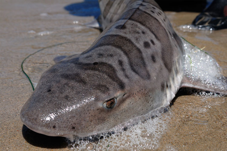 2.000 con cá mập bị ăn não, trôi dạt vào bờ biển Mỹ