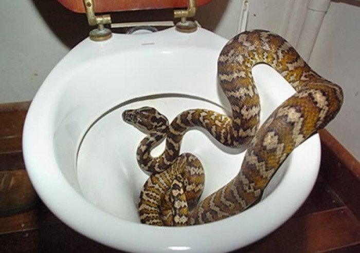 4 mẹo dân gian khiến rắn sẽ không dám bén mảng tới gần nhà bạn