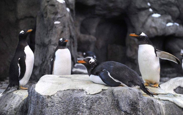 -40 độ C, Canada lạnh đến nỗi chim cánh cụt phải lánh nạn