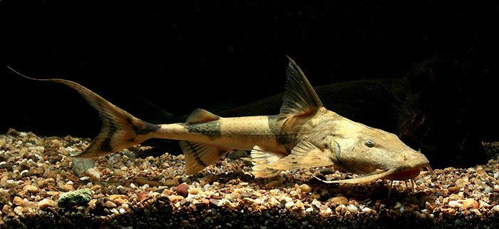 5 loài cá tiến vua huyền thoại của Việt Nam