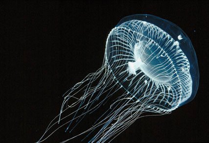 65 điều thú vị về loài sứa (1)
