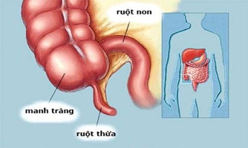 7 cơ quan con người có thể cắt bỏ mà vẫn sống sót