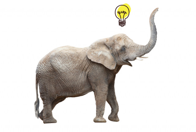 7 đặc điểm chứng minh voi là loài động vật cực kỳ thông minh
