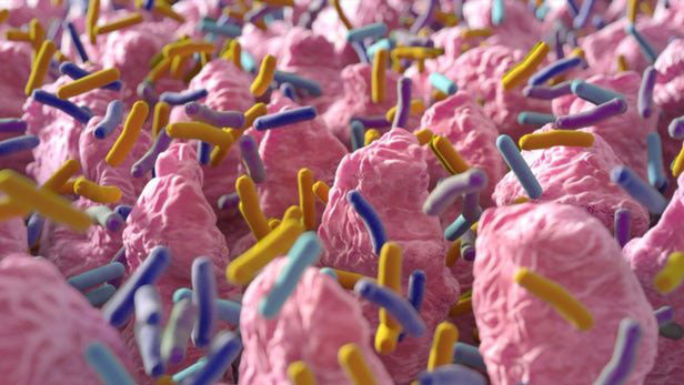 99% vi khuẩn trong cơ thể người chưa được biết đến