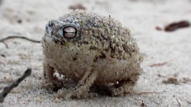 Âm thanh gào thét giận dữ của loài ếch này đảm bảo sẽ khiến tất cả chúng ta cùng sợ