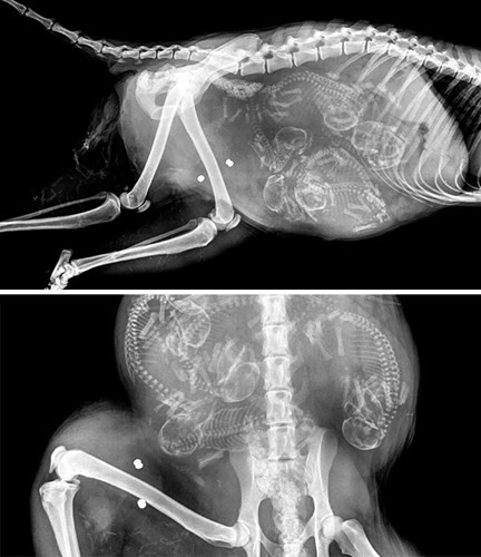 Ảnh X-quang đẹp rùng mình về những động vật mang thai