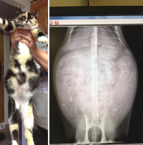Ảnh X-quang đẹp rùng mình về những động vật mang thai