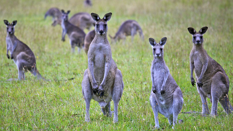Australia kêu gọi người dân ăn thịt kangaroo