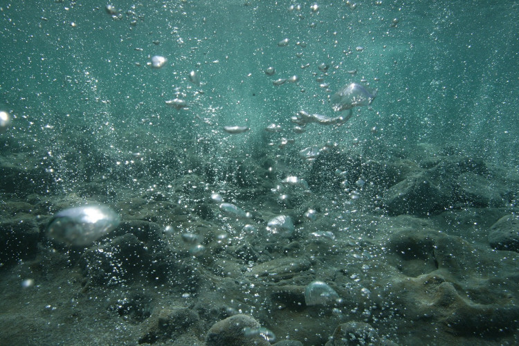 Axít hóa đại dương đe dọa toàn bộ sinh vật biển