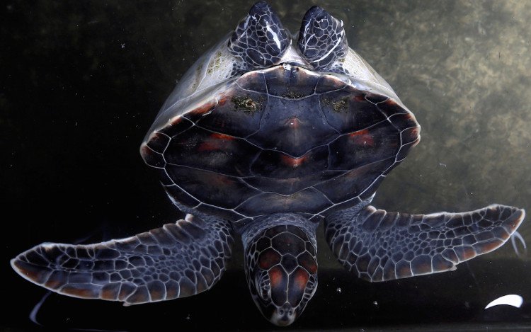 Bạn có biết: loài rùa sinh tồn qua mùa đông bằng cách... thở bằng mông