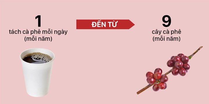 Bạn có biết: một tách cà phê cần bao nhiêu hạt cà phê?