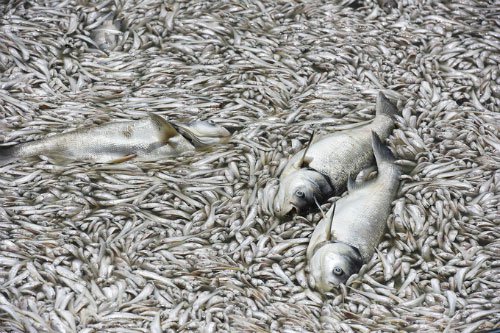 Ban quản lý hồ Tây: Cá chết nhiều có thể do thay đổi thời tiết