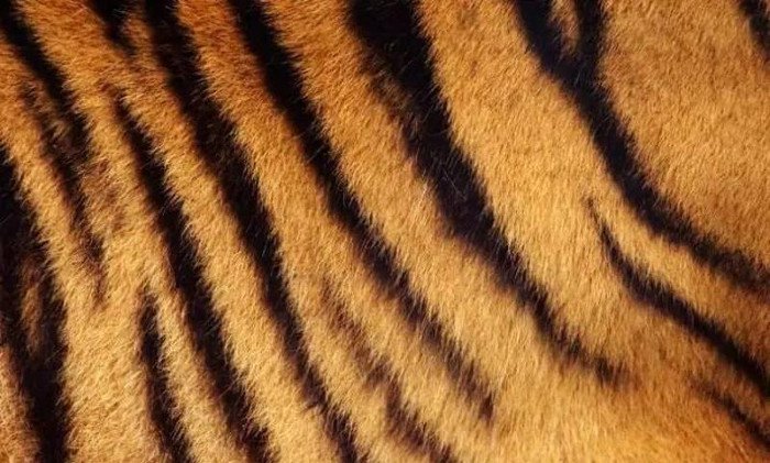 Bạn sẽ cực bất ngờ khi biết lớp da dưới bộ lông sọc vằn của hổ như thế nào