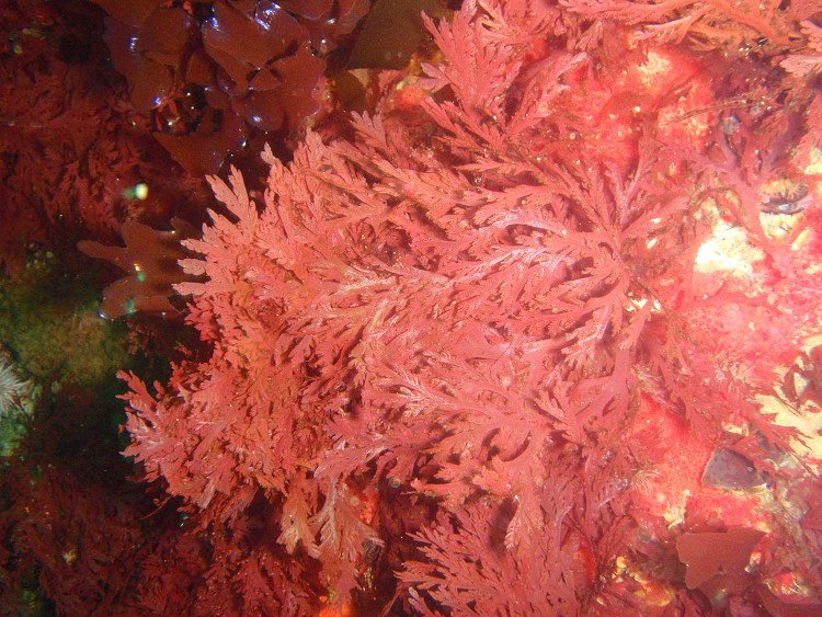 Băng gạc thế hệ mới từ tảo biển có thể cầm máu nội thương chỉ trong vài phút