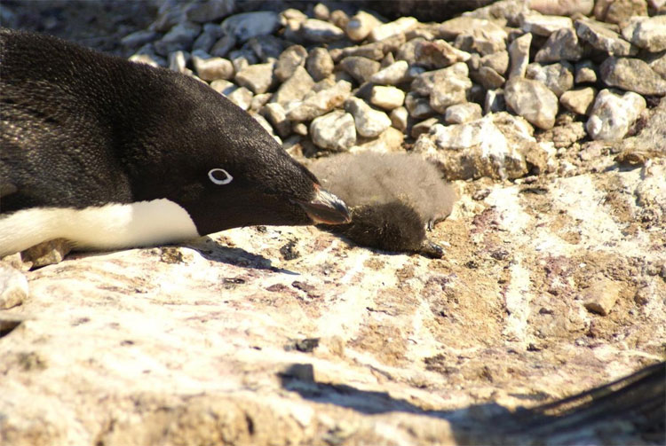 Băng giá bất thường khiến 36.000 con chim cánh cụt chết ở Nam Cực