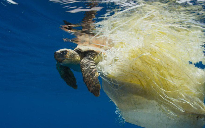 Báo động rác thải nhựa tận diệt rùa biển
