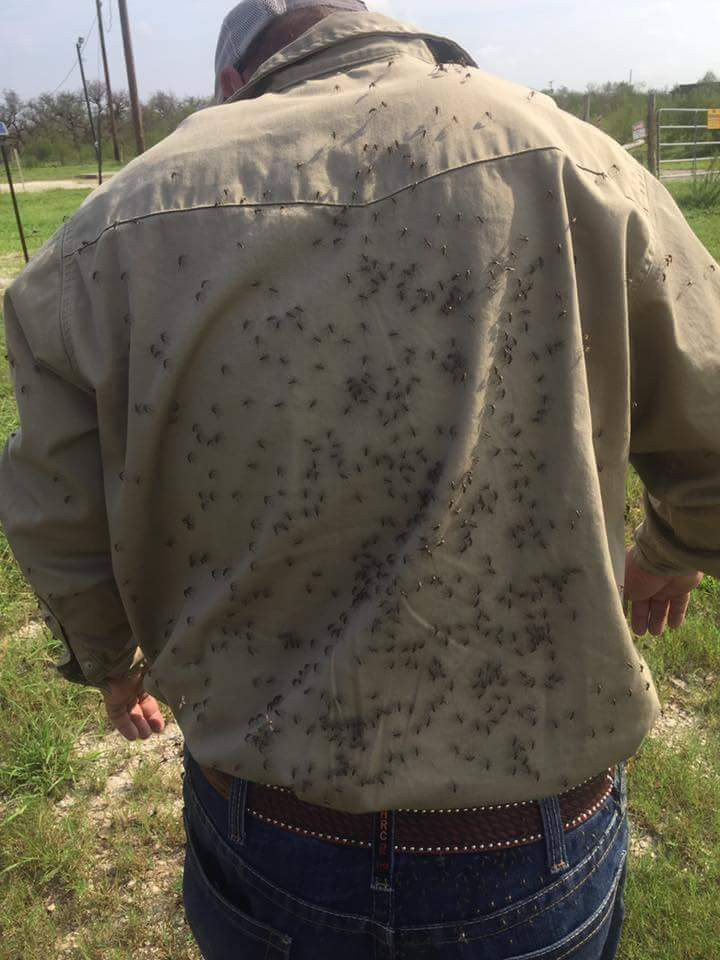 Bão Harvey vừa tan, xuất hiện đàn muỗi hàng triệu con xâm chiếm Texas