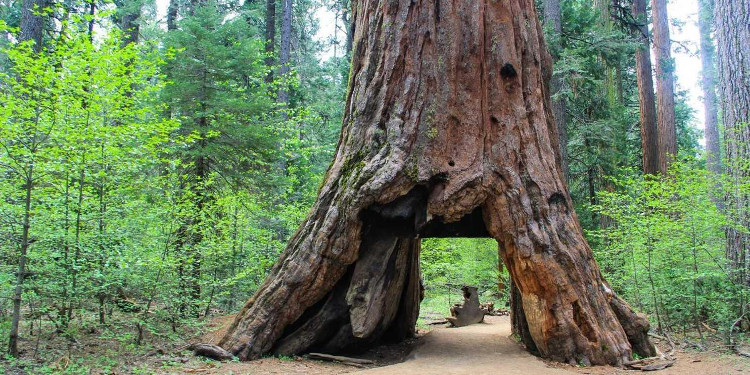 Bão lớn quật ngã cây cổ thụ 1000 năm tuổi, biểu tượng của bang California