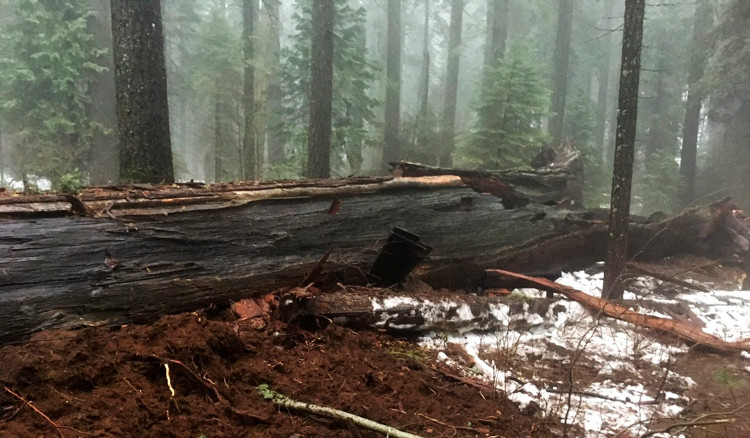Bão lớn quật ngã cây cổ thụ 1000 năm tuổi, biểu tượng của bang California