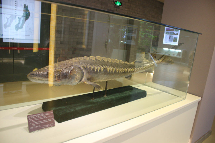 Bảo tàng sinh vật trong trường đại học Trung Quốc