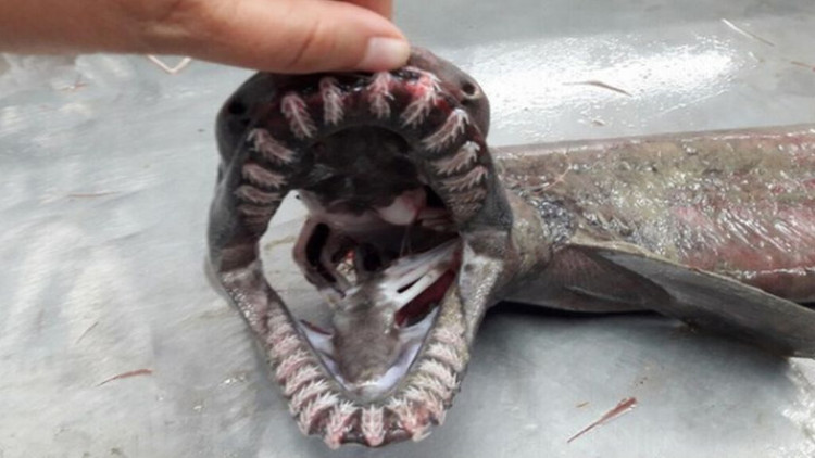 Bắt được cá mập có thân như rắn, mồm 300 răng