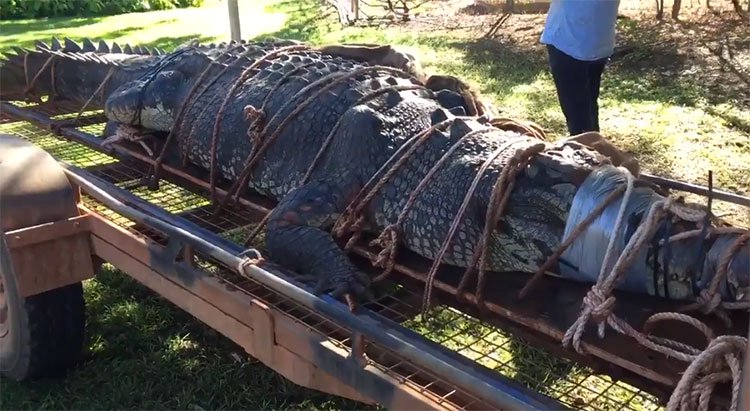 Bắt được cá sấu khủng 60 tuổi, nặng đến 600kg sau 8 năm tìm kiếm