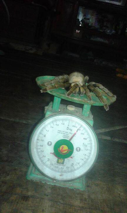 Bắt được nhện quái vật dài 20cm ở Hòa Bình