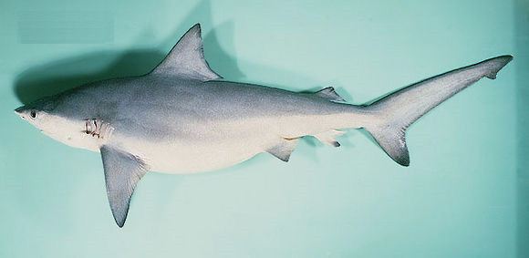 Bất ngờ: Loài cá mập câu được ở Quảng Ninh bị liệt vào sách Đỏ