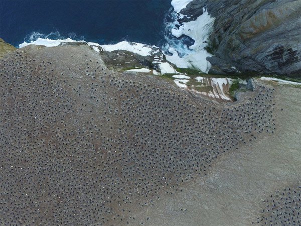 Bất ngờ phát hiện siêu quần thể hơn 1,5 triệu con chim cánh cụt chưa từng biết ở Nam Cực