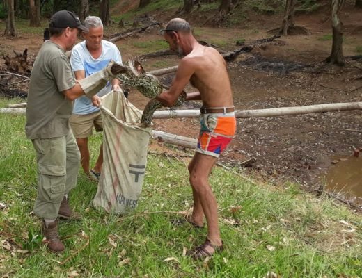 Bắt trăn quái vật dài 5 mét ăn trộm gà vịt ở Nam Phi