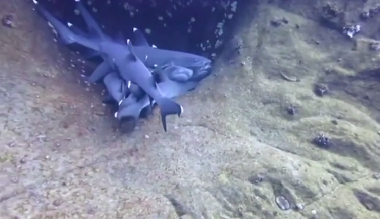 Bầy cá mập rúc vào nhau ngủ dưới đáy đại dương