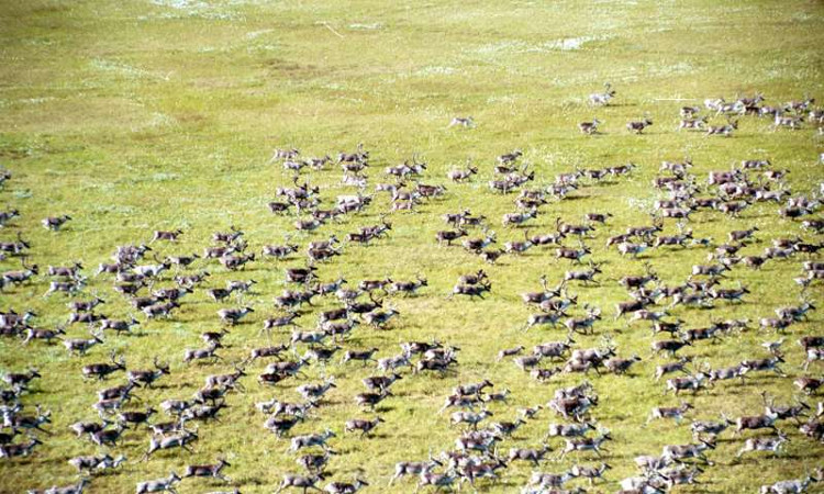 Bầy tuần lộc lớn nhất thế giới biến mất gần một nửa