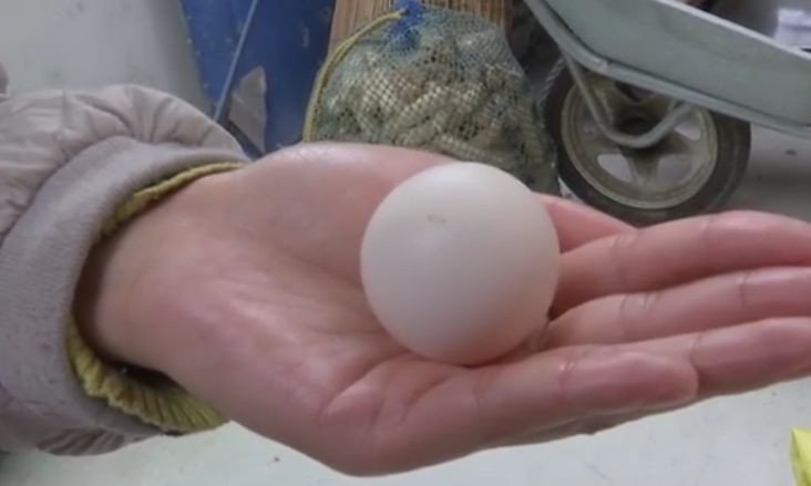 Bé xíu, hình dáng kỳ quặc nhưng quả trứng gà này có thể bán với giá 15 triệu đồng