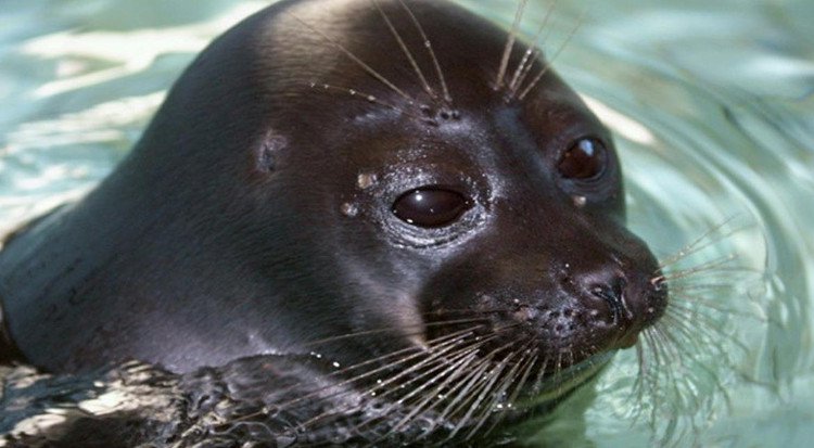 Bí ẩn 130 con hải cẩu chết hàng loạt ở hồ nước sâu nhất thế giới