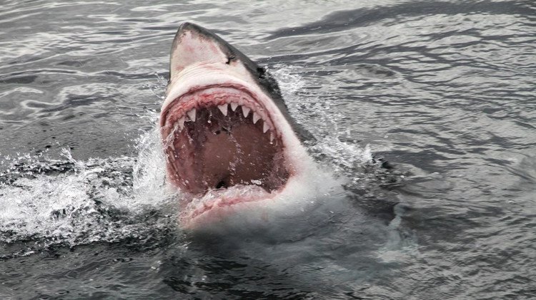 Bí ẩn chưa có lời giải về những con cá mập trắng bị moi gan, móc tim trong năm 2017