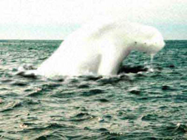 Bí ẩn chưa được giải đáp về quái vật biển khổng lồ hình người tại Nam Cực